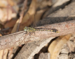 Austrogomphus australis