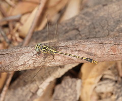 Austrogomphus australis