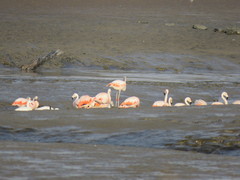 Phoenicopterus chilensis