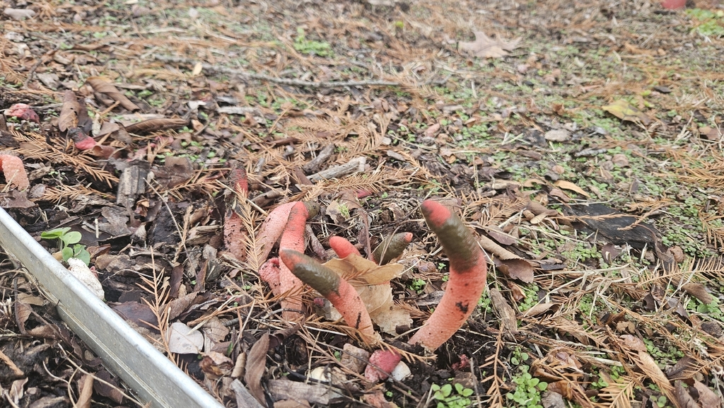 Mutinus elegans · November 2025 · photo: © rust_bucket (iNaturalist, cc-by)