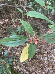 Viburnum urceolatum