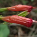 Ruellia longipedunculata - Photo (c) Nolan Exe,  זכויות יוצרים חלקיות (CC BY), הועלה על ידי Nolan Exe