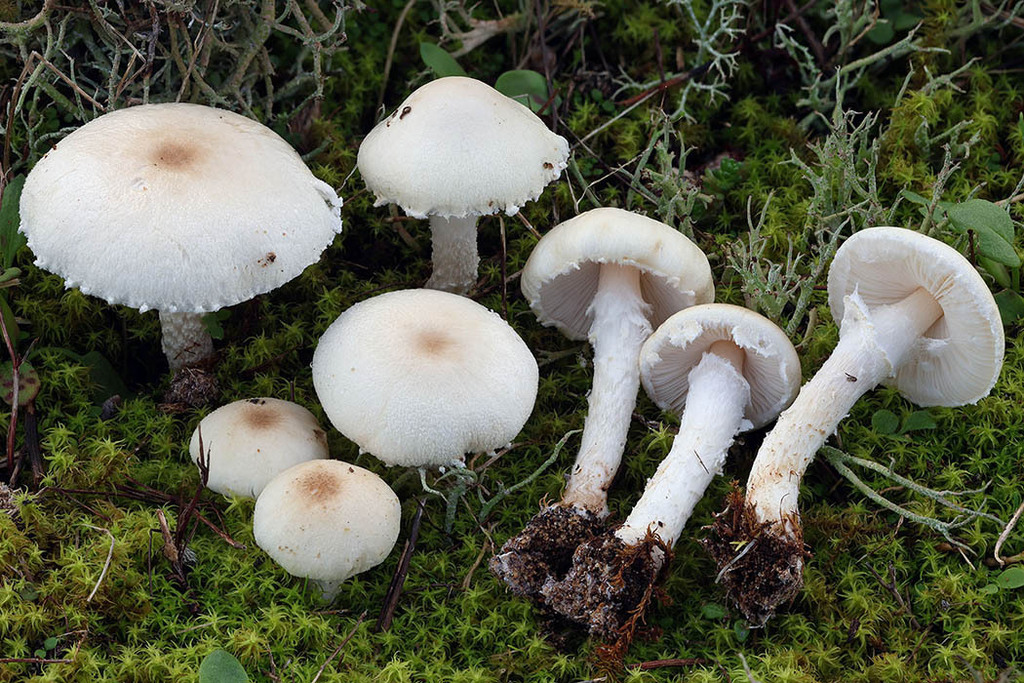Lepiota ochraceodisca · November 2025 · photo: © mycobel (iNaturalist, cc-by)
