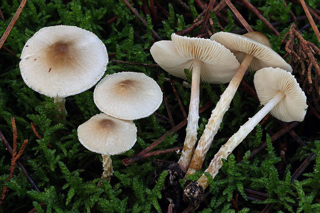 Lepiota forquignonii · November 2025 · photo: © mycobel (iNaturalist, cc-by)