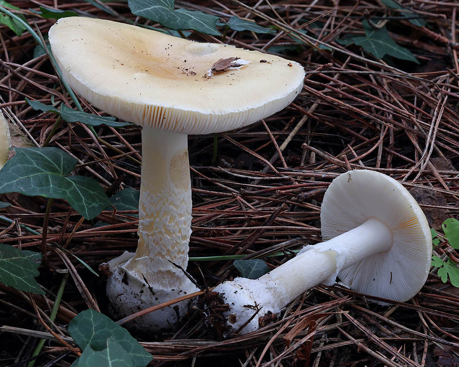 Amanita junquillea · November 2025 · photo: © mycobel (iNaturalist, cc-by)