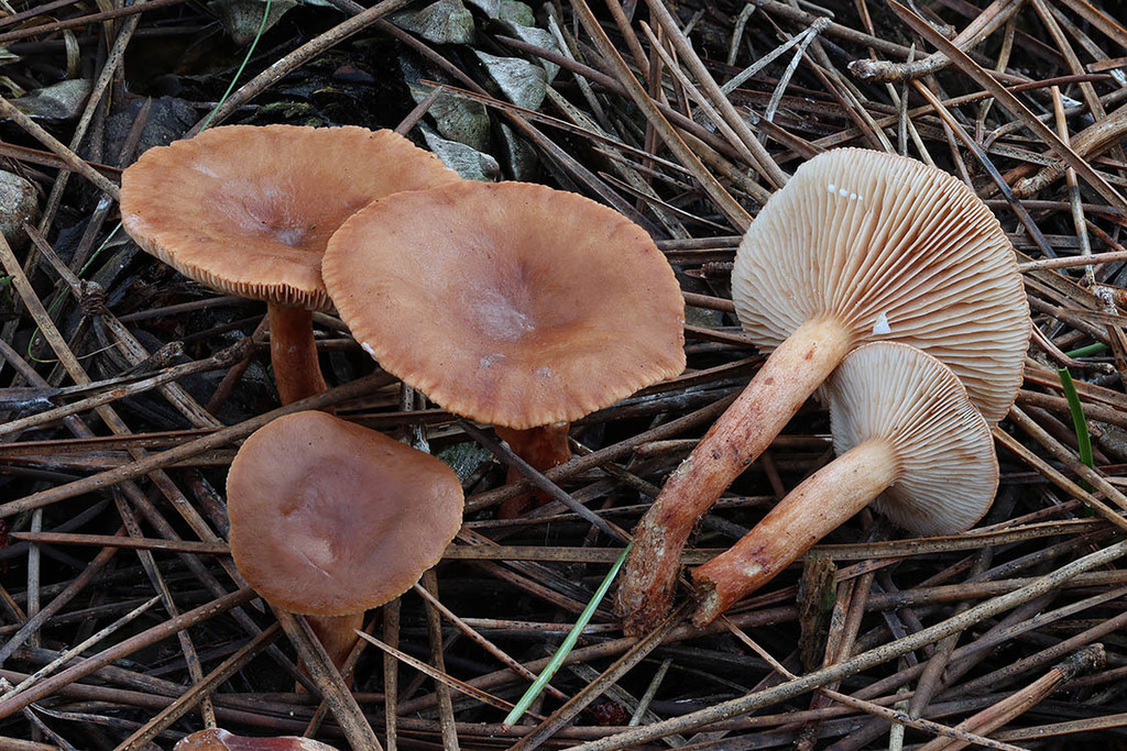 Lactarius hepaticus · November 2025 · photo: © mycobel (iNaturalist, cc-by)