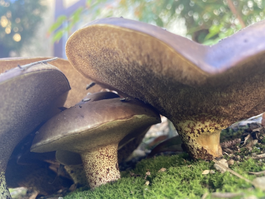 Suillus collinitus
