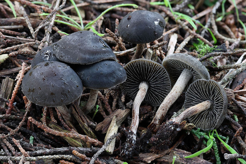 Panaeolus guttulatus