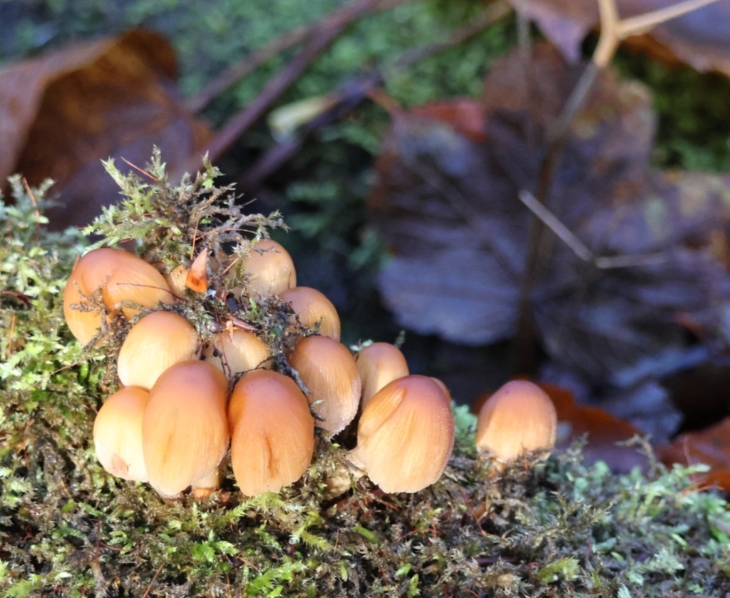 Micacei · November 2025 · photo: © ikelman (iNaturalist, cc0)
