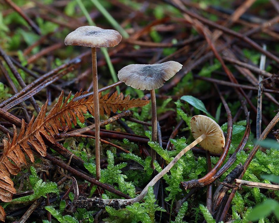 Rhizomarasmius undatus · November 2025 · photo: © mycobel (iNaturalist, cc-by)