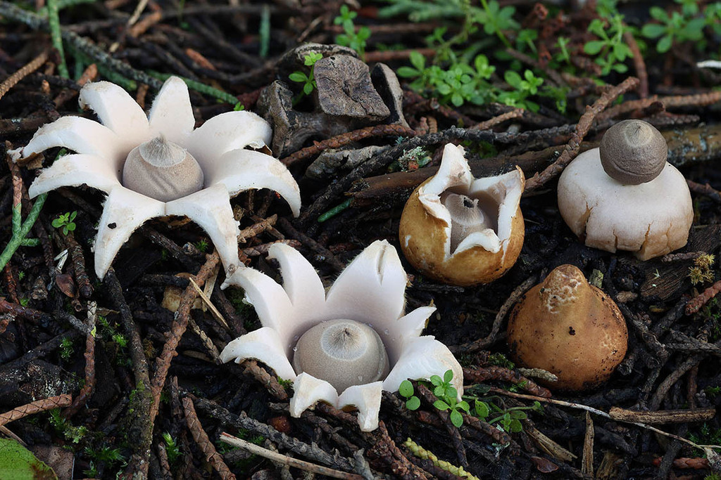 Geastrum saccatum · November 2025 · photo: © mycobel (iNaturalist, cc-by)