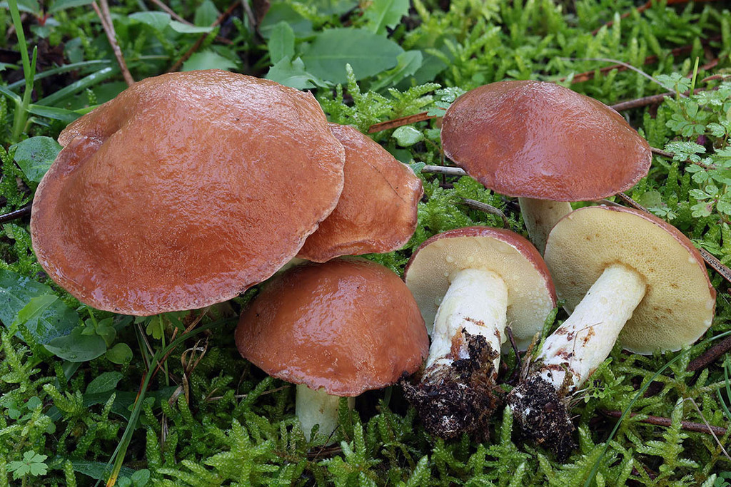 Suillus granulatus · November 2025 · photo: © mycobel (iNaturalist, cc-by)