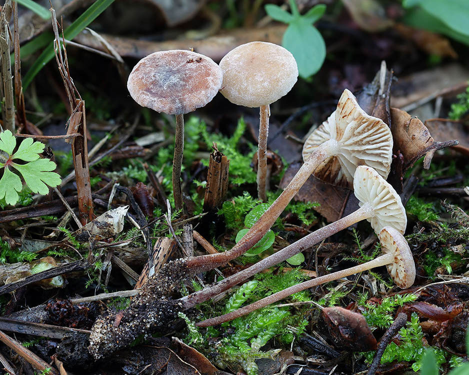 Rhizomarasmius undatus