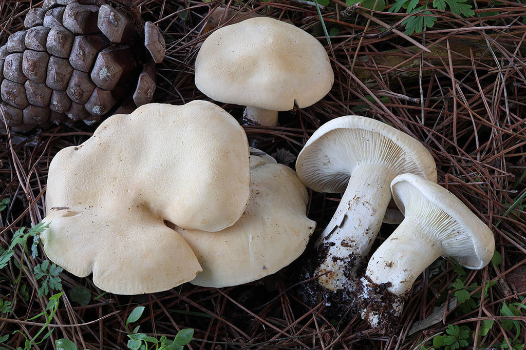 Leucopaxillus cutefractus