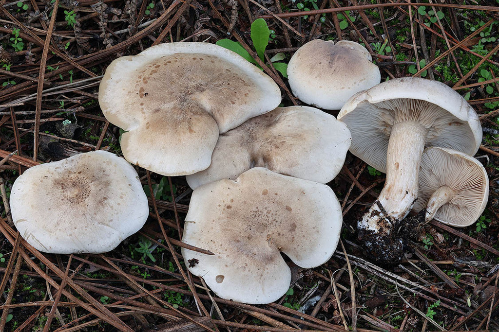 Lepista luscina · November 2025 · photo: © mycobel (iNaturalist, cc-by)