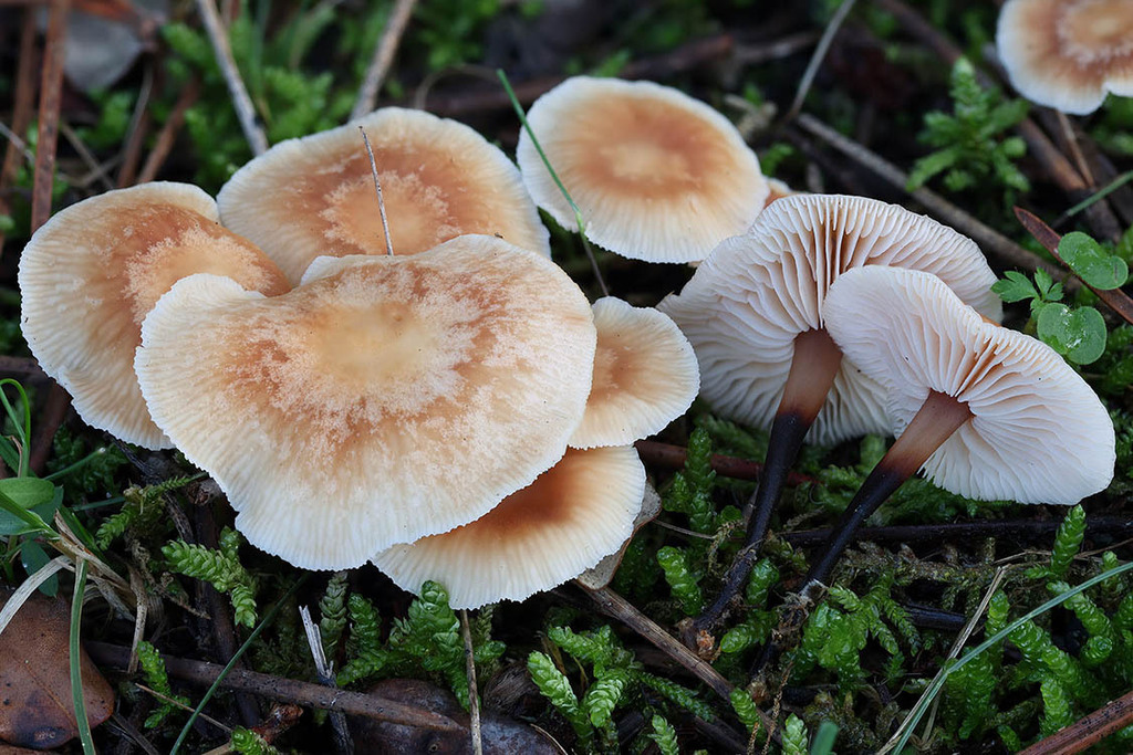 Gymnopus brassicolens · November 2025 · photo: © mycobel (iNaturalist, cc-by)