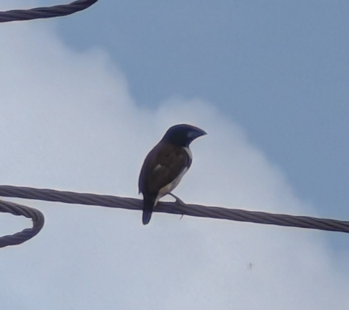 Magpie Mannikin