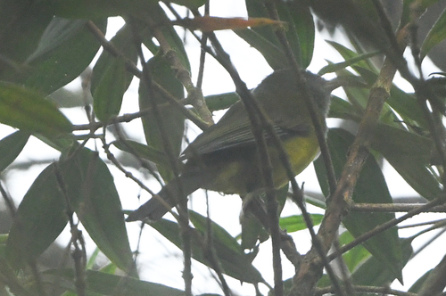 Grey-hooded Bush Tanager (Cnemoscopus rubrirostris), photo 7