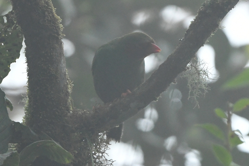 Grass-green Tanager (Chlorornis riefferii), photo 7