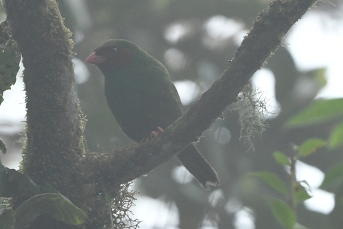 Grass-green Tanager (Chlorornis riefferii), photo 6
