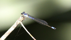 Enallagma cardenium