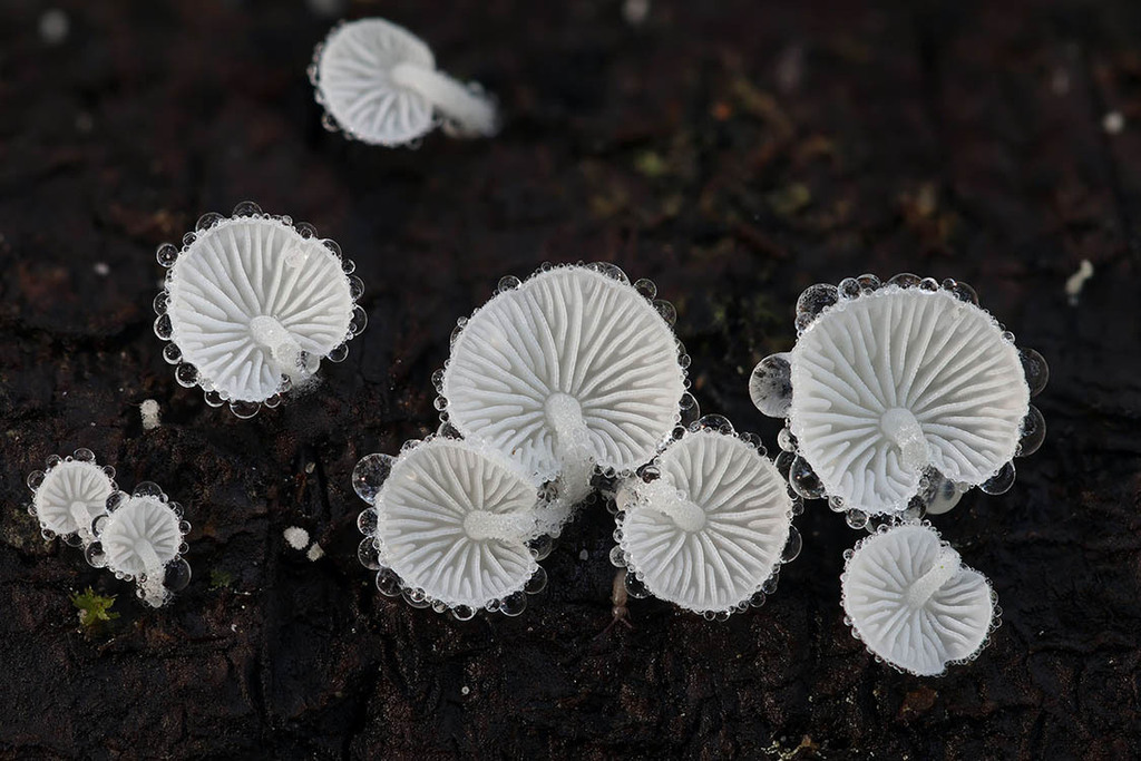 Hemimycena tortuosa · November 2025 · photo: © mycobel (iNaturalist, cc-by)