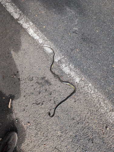 Common Tree Snake sighting