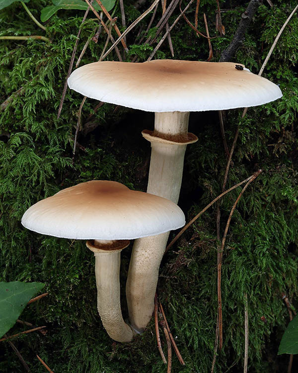 Cyclocybe cylindracea · November 2025 · photo: © mycobel (iNaturalist, cc-by)