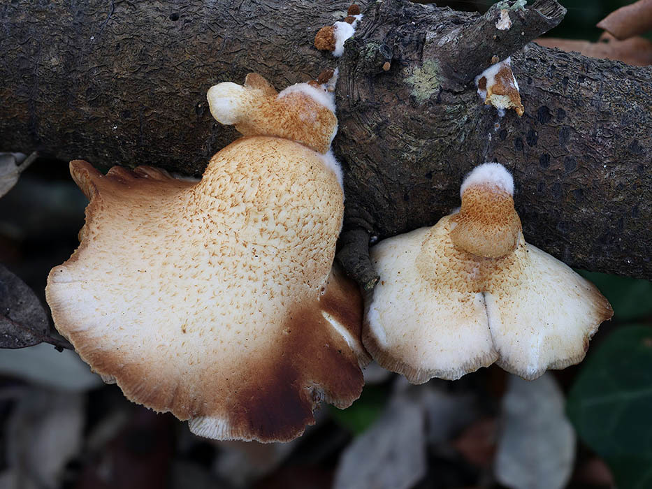 Crepidotus calolepis · November 2025 · photo: © mycobel (iNaturalist, cc-by)