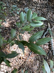 Cinnamomum subavenium