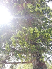 Austrocedrus chilensis