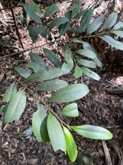 Pentaphylacaceae