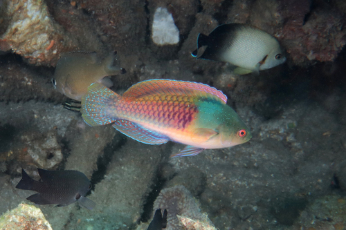 Blue-scaled fairy-wrasse (Cirrhilabrus cyanopleura) — Labridae