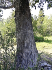Austrocedrus chilensis