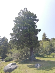 Austrocedrus chilensis
