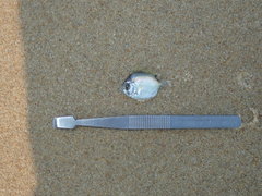 Chaetodontidae