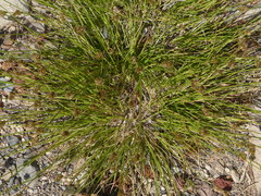 Carex athrostachya