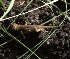 Sceloporus virgatus