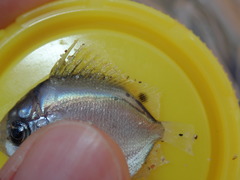 Chaetodontidae