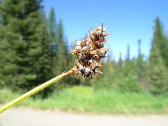 Ustilaginomycetes
