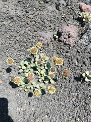 Pozoa