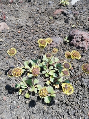 Pozoa