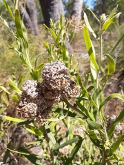 Isopogon sphaerocephalus