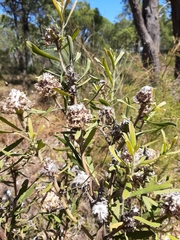 Isopogon sphaerocephalus