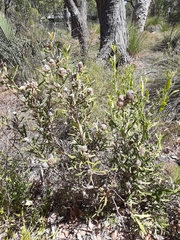 Isopogon sphaerocephalus