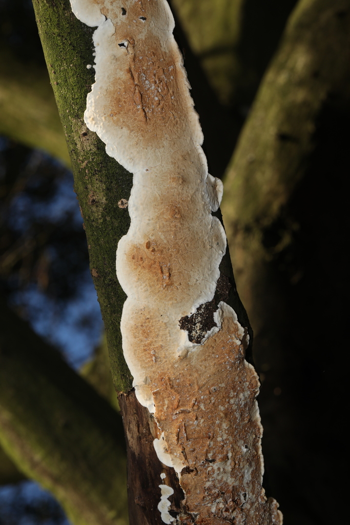 Byssomerulius corium · November 2025 · photo: © steve_mcwilliam (iNaturalist, cc0)