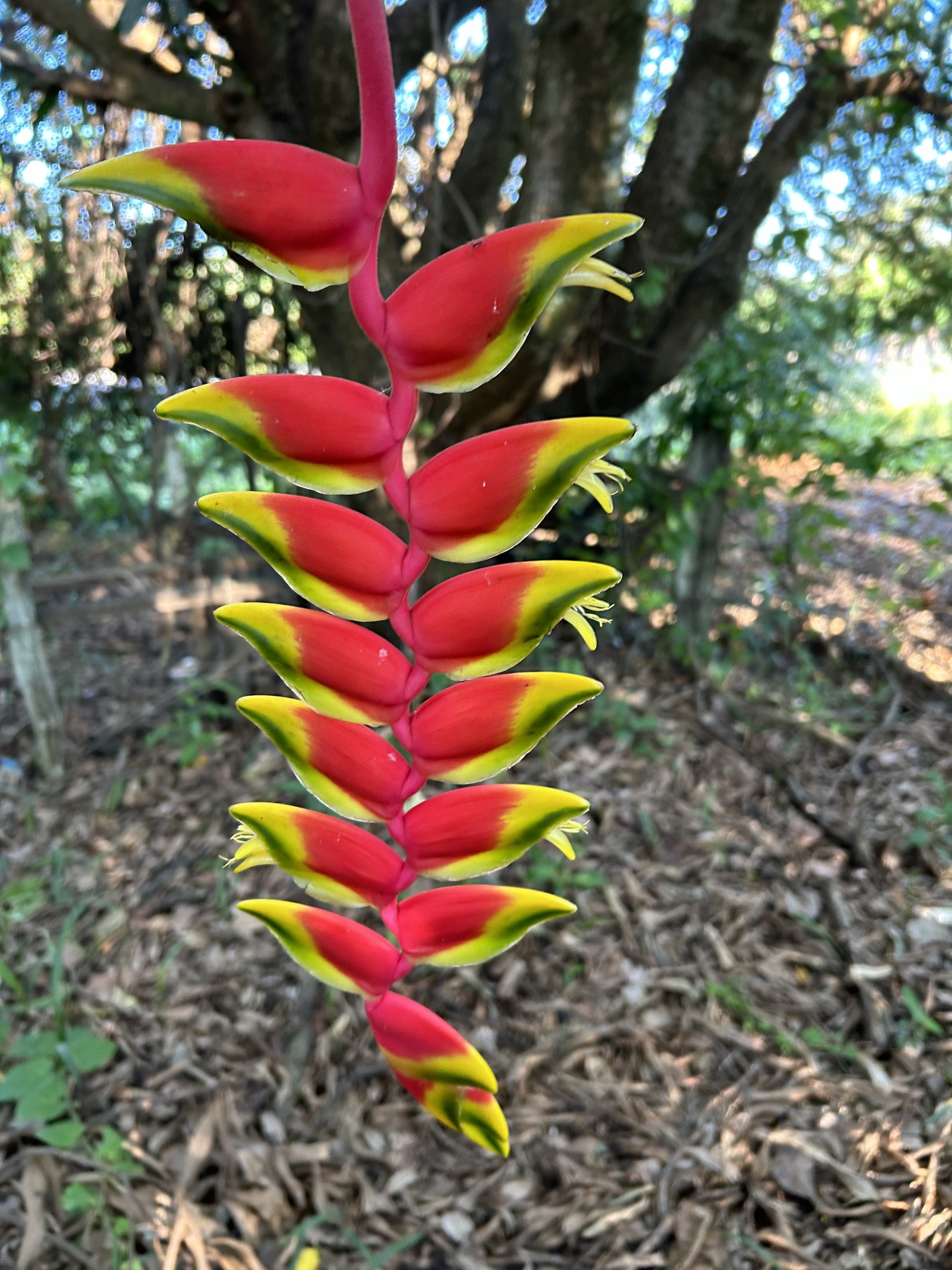 Heliconia rostrata