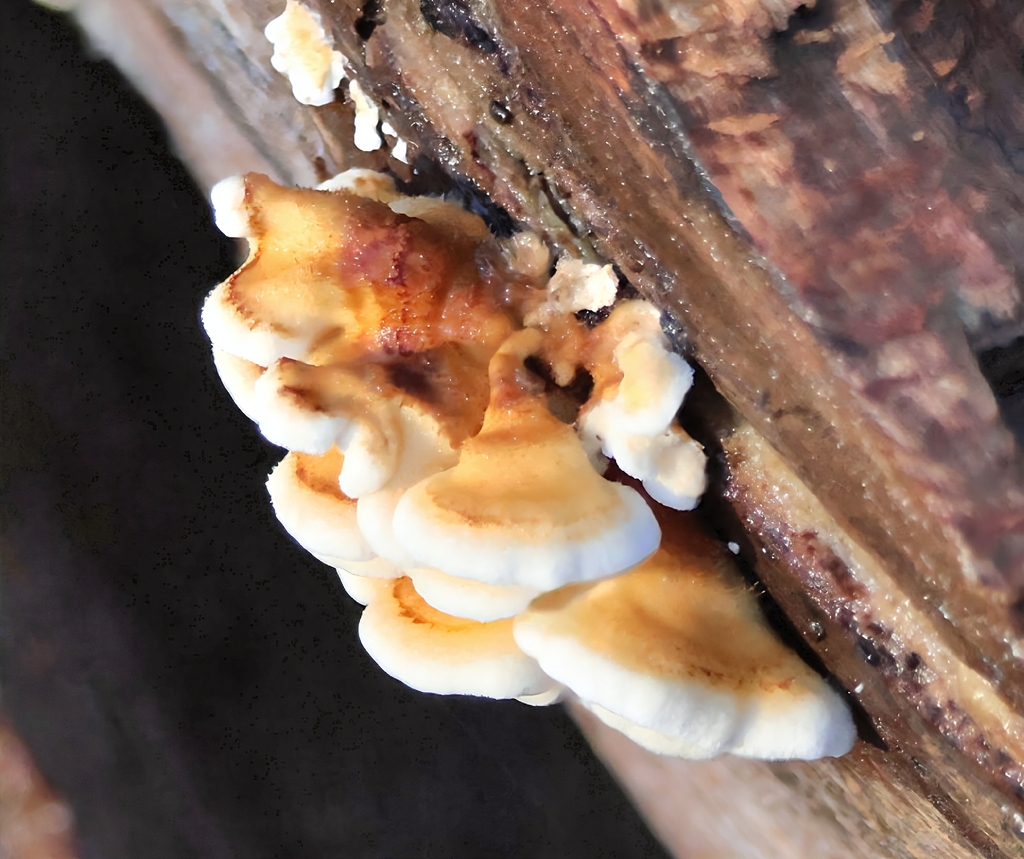 Plicatura crispa · November 2025 · photo: © ikelman (iNaturalist, cc0)