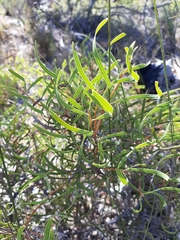 Hakea stenocarpa