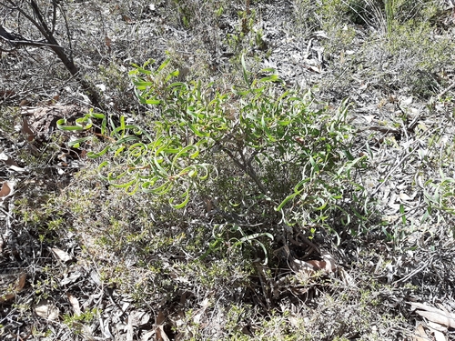 Image of Hakea stenocarpa by (c) Tim Hammer, some rights reserved (CC BY)